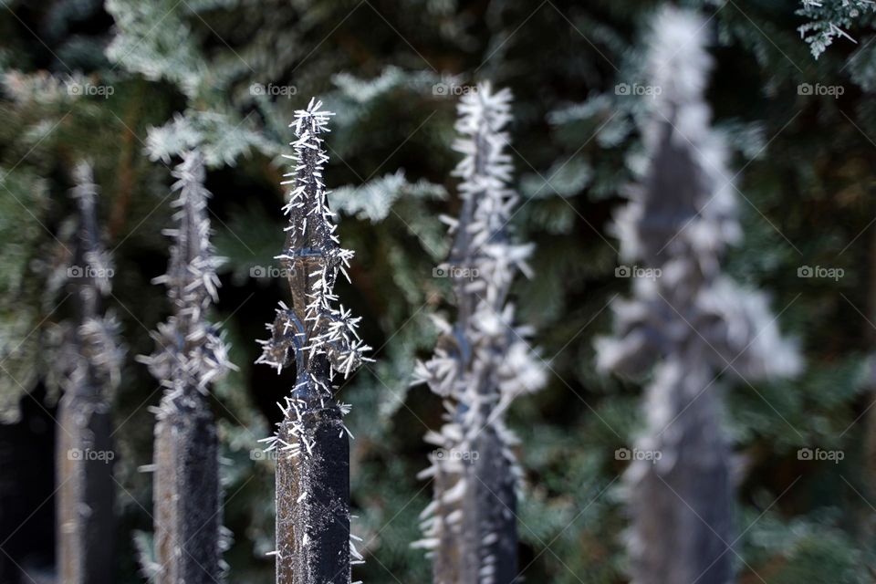 Metal fence structures in frost