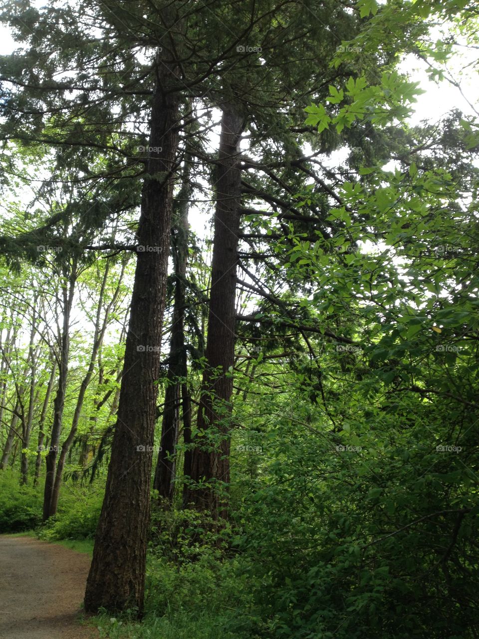 You're evergreen . Trees