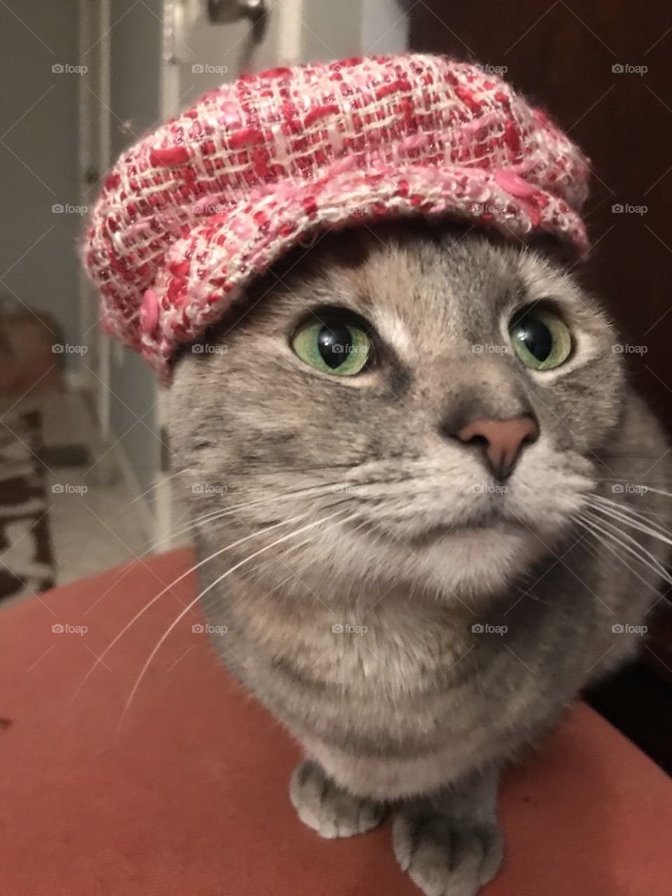 The Kitty and The Hat