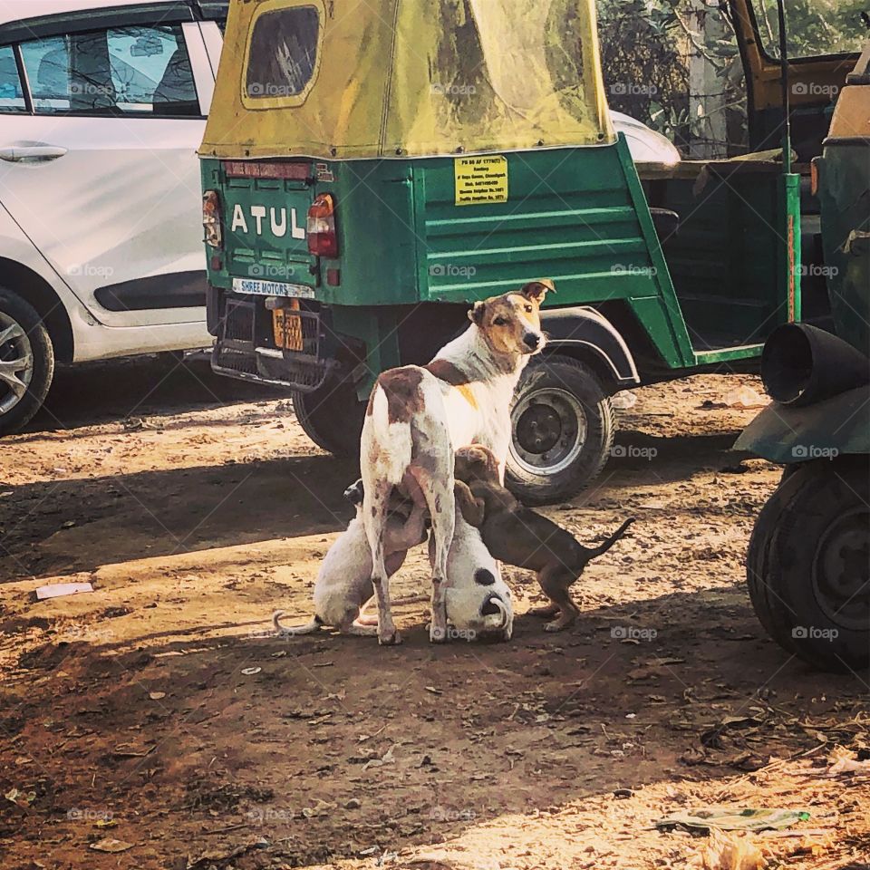 Puppies feeding in Chandigarh India 