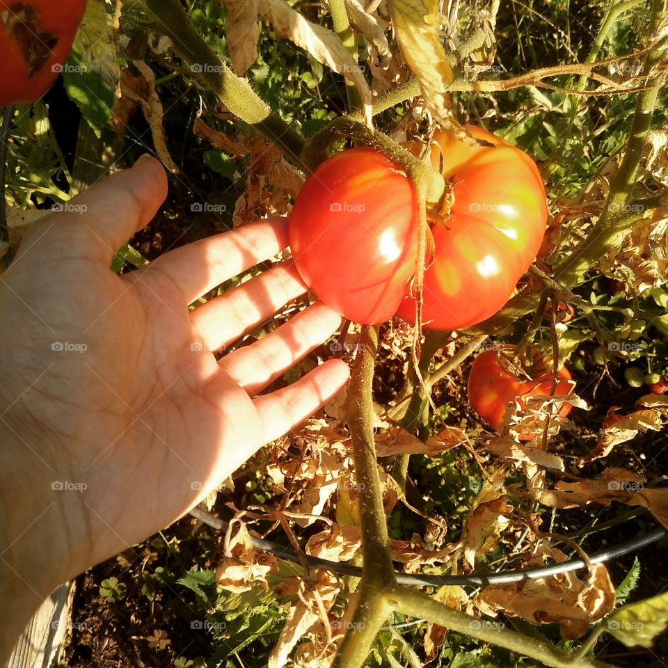 Tomatoes growing in the sun