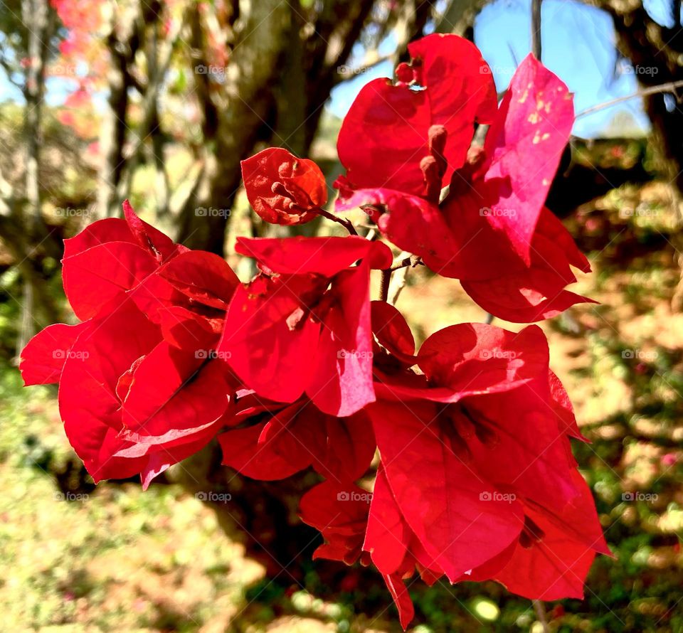 🌹 🇺🇸 Very beautiful flowers to brighten our day.  Live nature and its beauty. Did you like the delicate petals? / 🇧🇷 Flores muito bonitas para alegrar nosso dia. Viva a natureza e sua beleza. Gostaram das pétalas delicadas? 