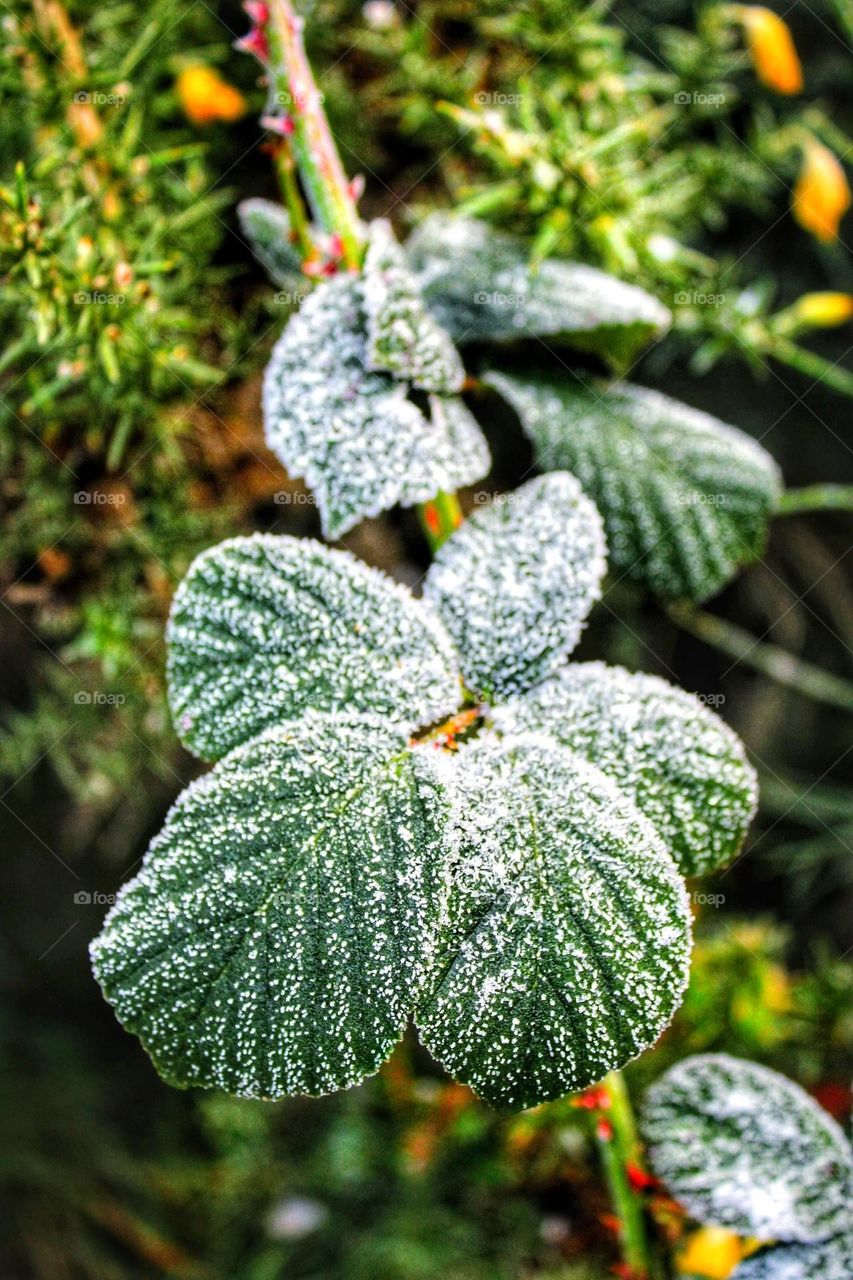 Macro close-up of frost dusted bramble leaves with green stems and dark pink thorns in the foreground with yellow gorse in the background