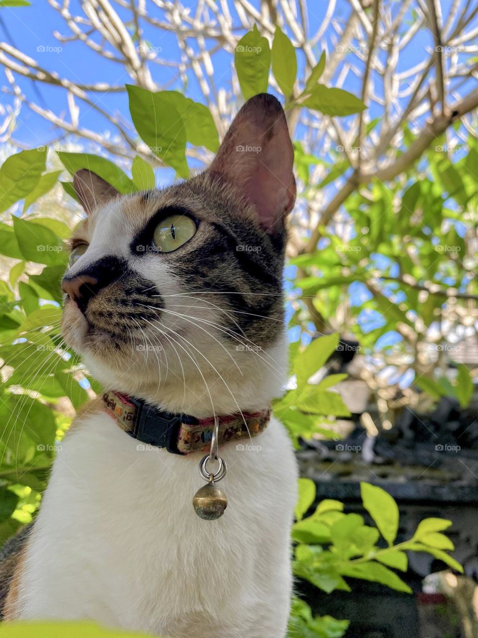 Cat standing under the blue sky 