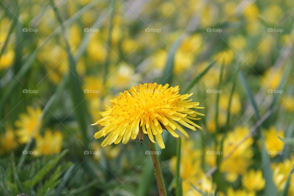 landscape yellow nature dandelion by mathilde