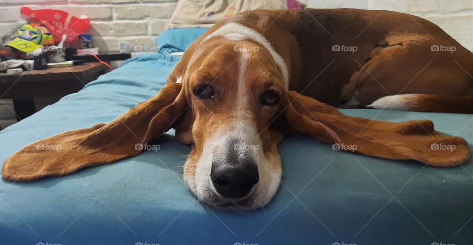 basset hound