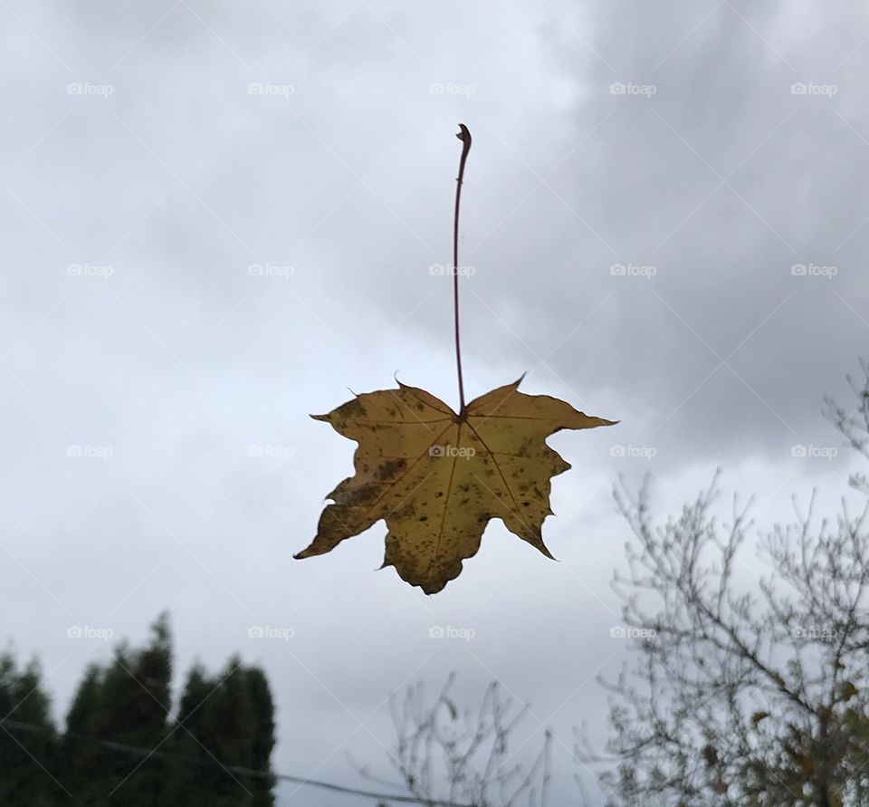 Falling gold maple leaf