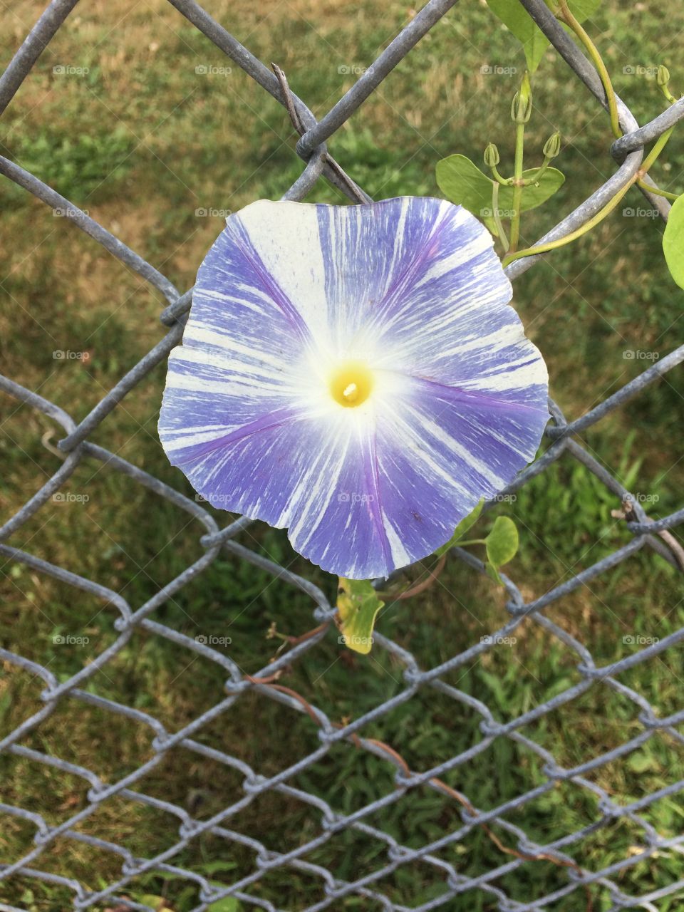 Morning glory 