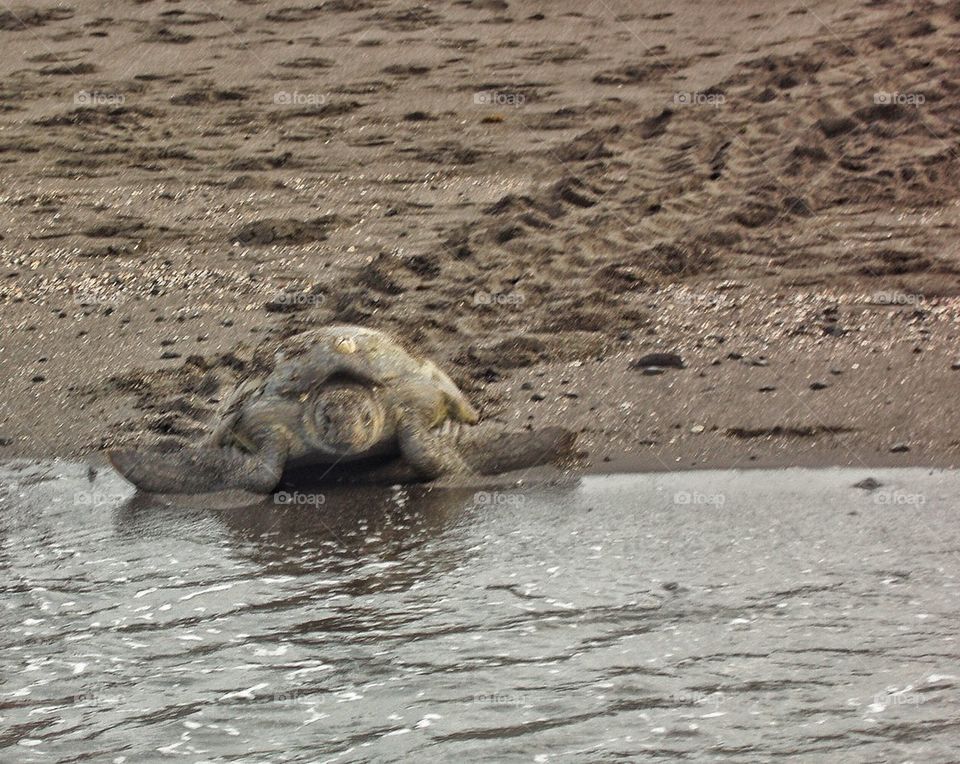 Turtle reaching the water