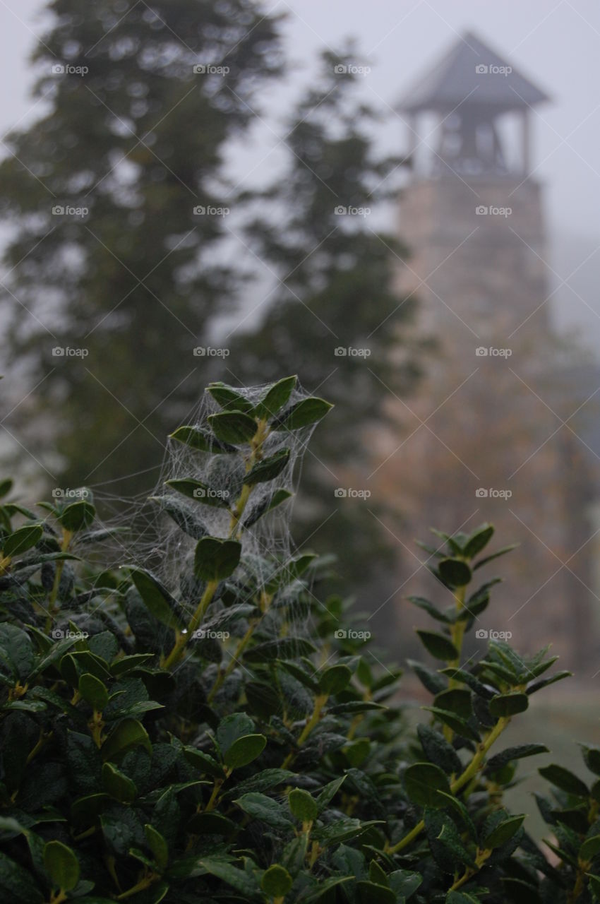 Cobweb entrusted branch on foggy early morning
