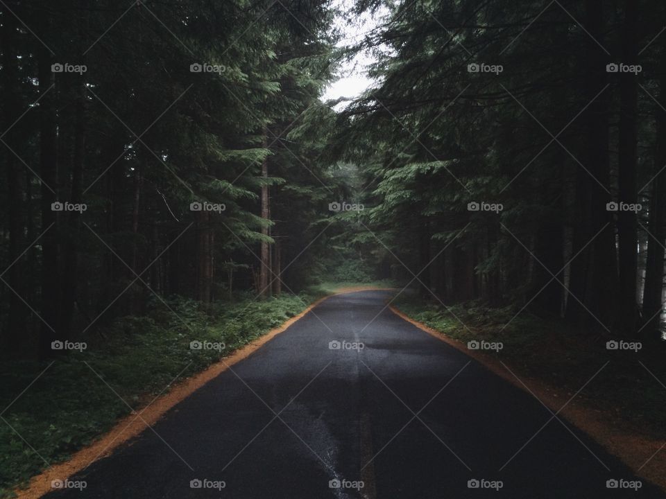 Down the foggy road . A foggy morning on the Oregon coast 