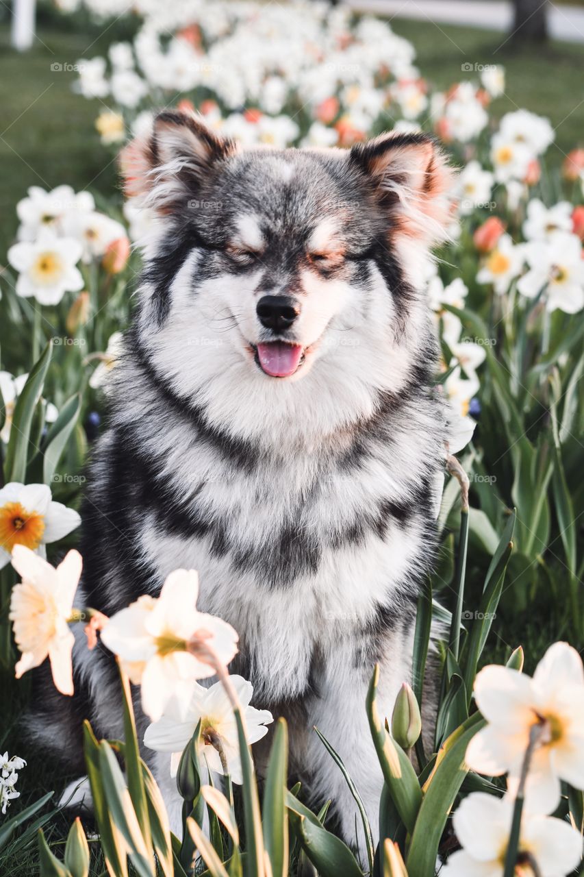 Portrait of a young puppy finnish lapphund dog sitting among flowers