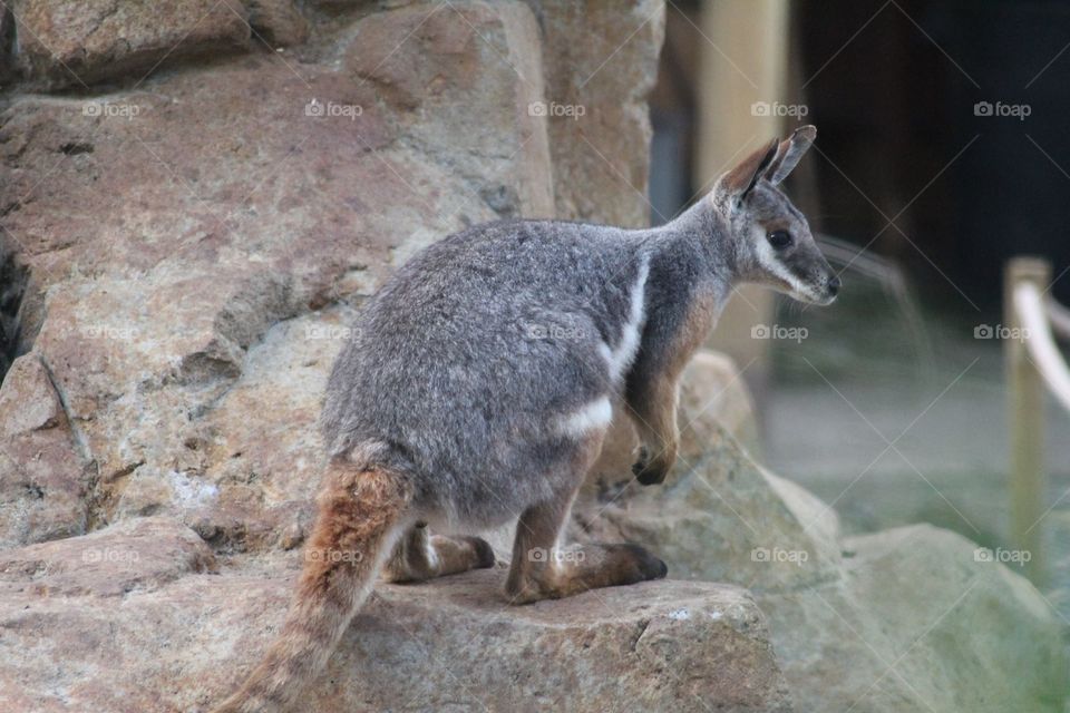 A wallaby photographed in Bristol zoo by myself 