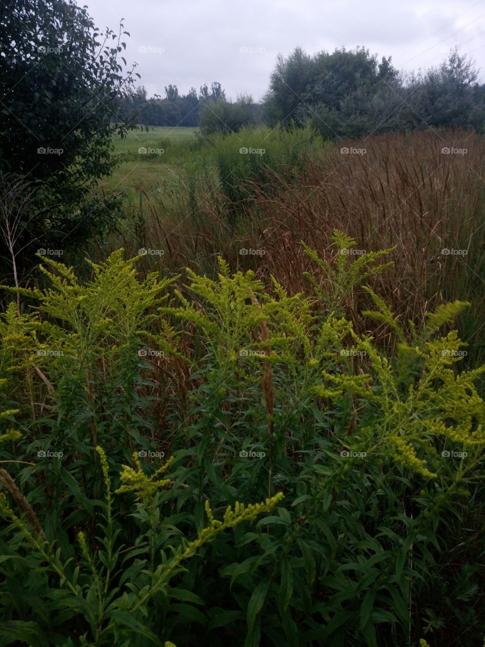 polish nature, just field