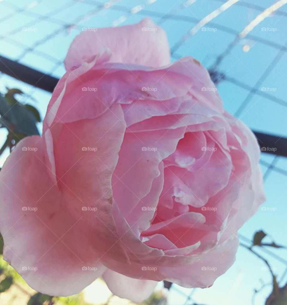 close up of pink rose