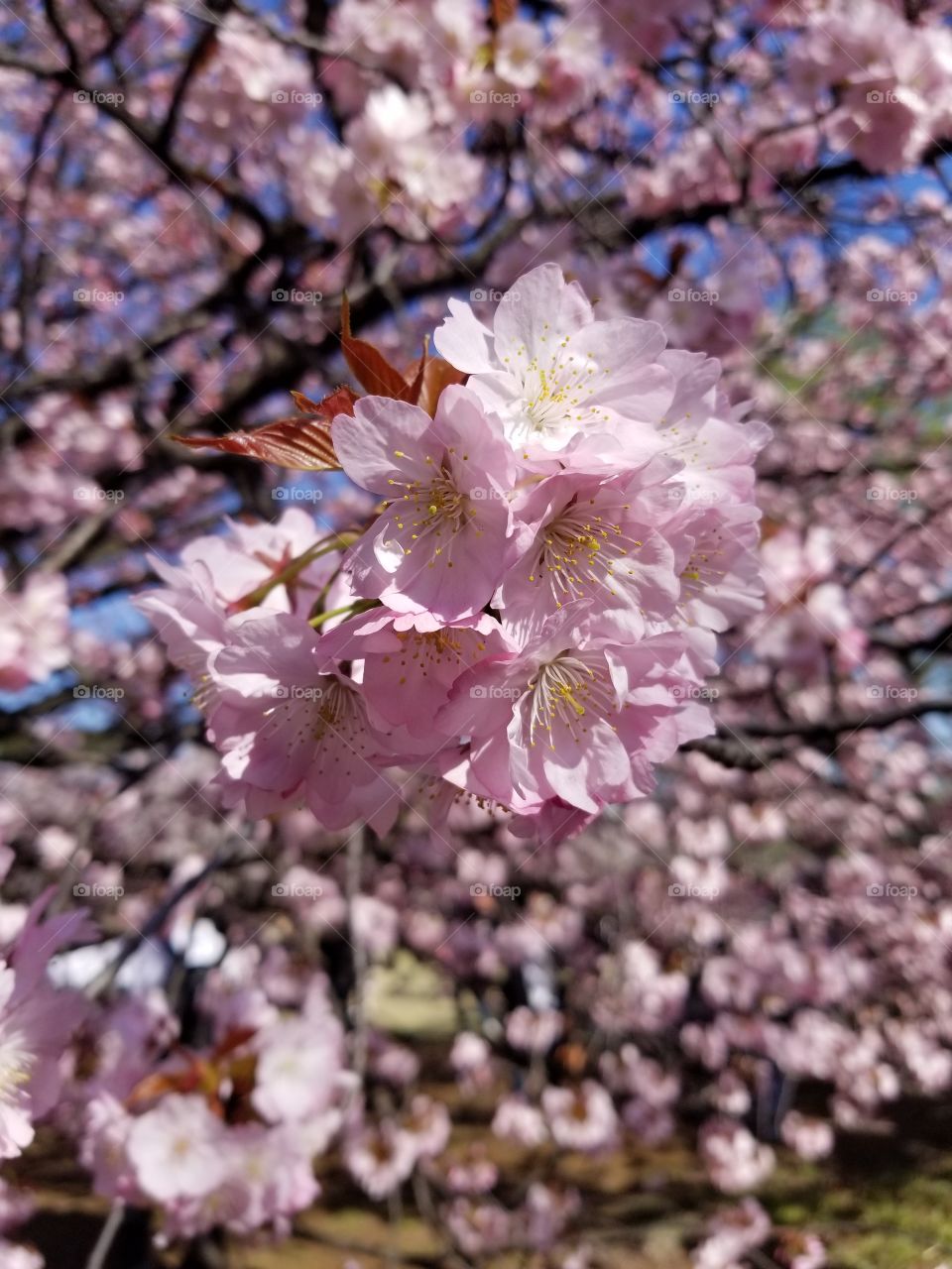 Sakura or Cherryblossoms