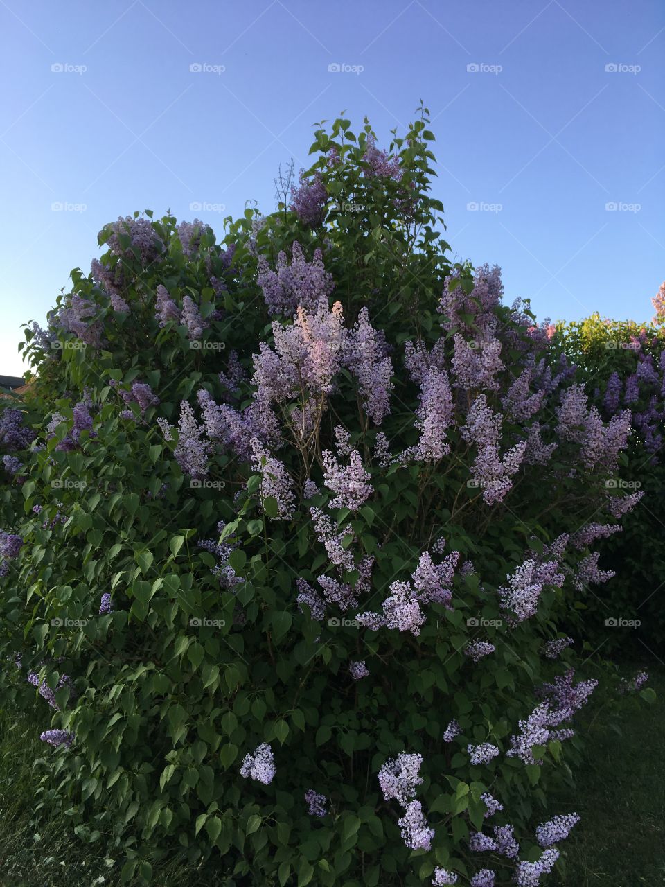 the lilac blossomed