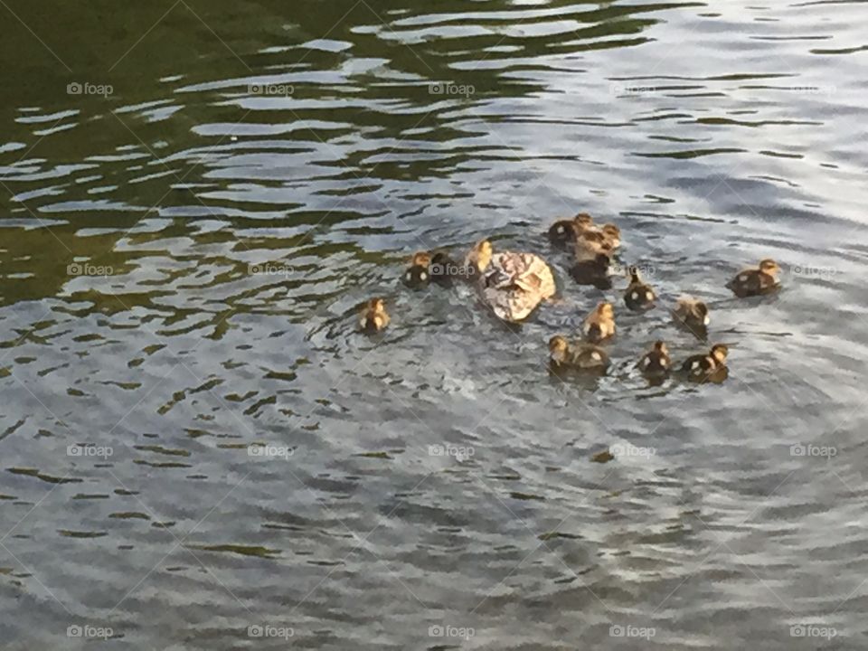 John Smalley . Feeding time for the baby ducklings. On the river loon lancaster  