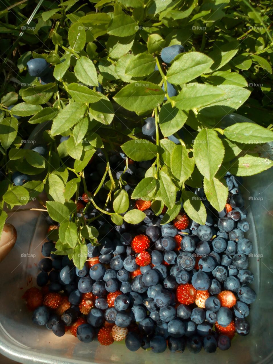 Berries collection in forest