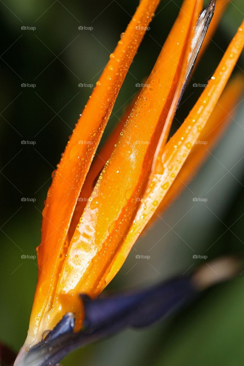 Bird of Paradise after Rain fall