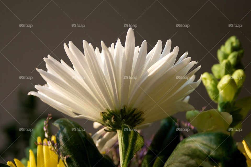 White flower