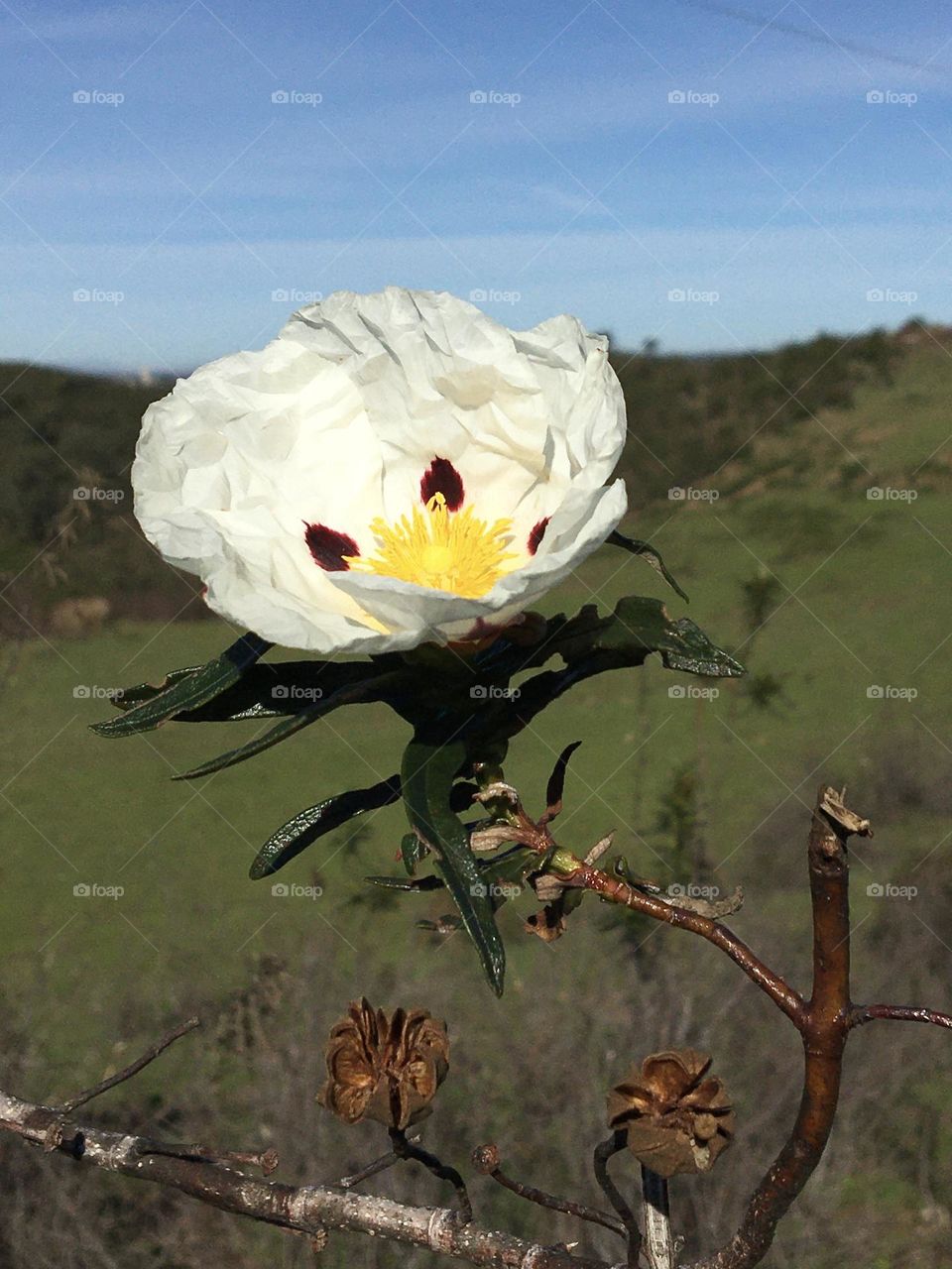 First blooming Cistea flower 