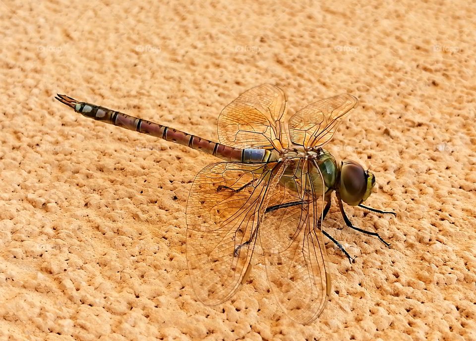 Dragonfly