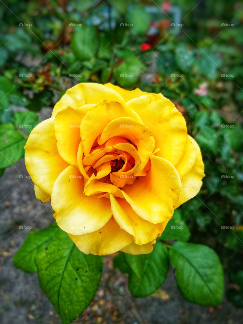 yellow roses are a symbol of fun and friendship😁