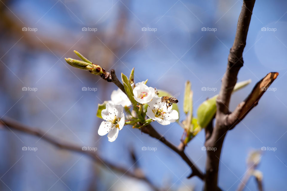 Spring tree macro details 