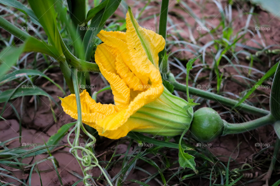 Pumpkin flowers