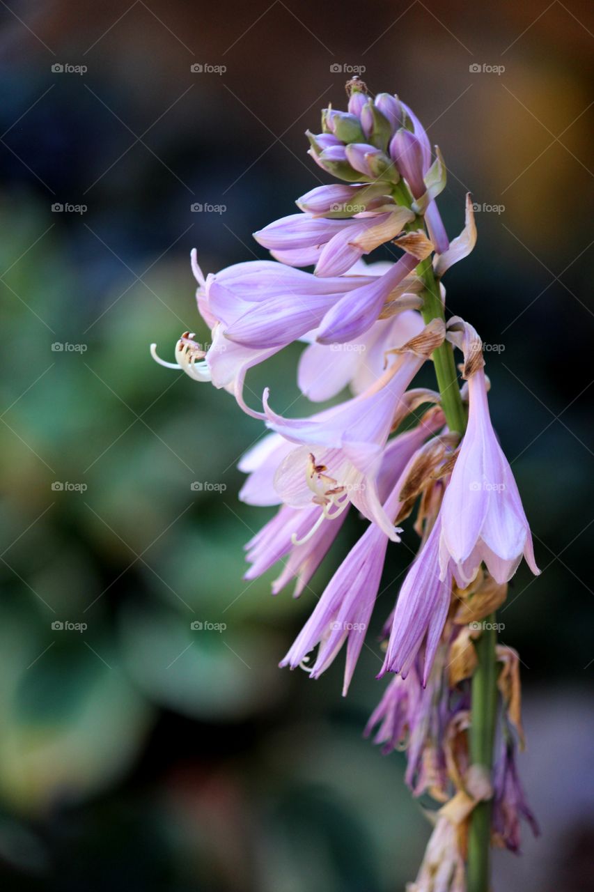 Hosta Purple Flower