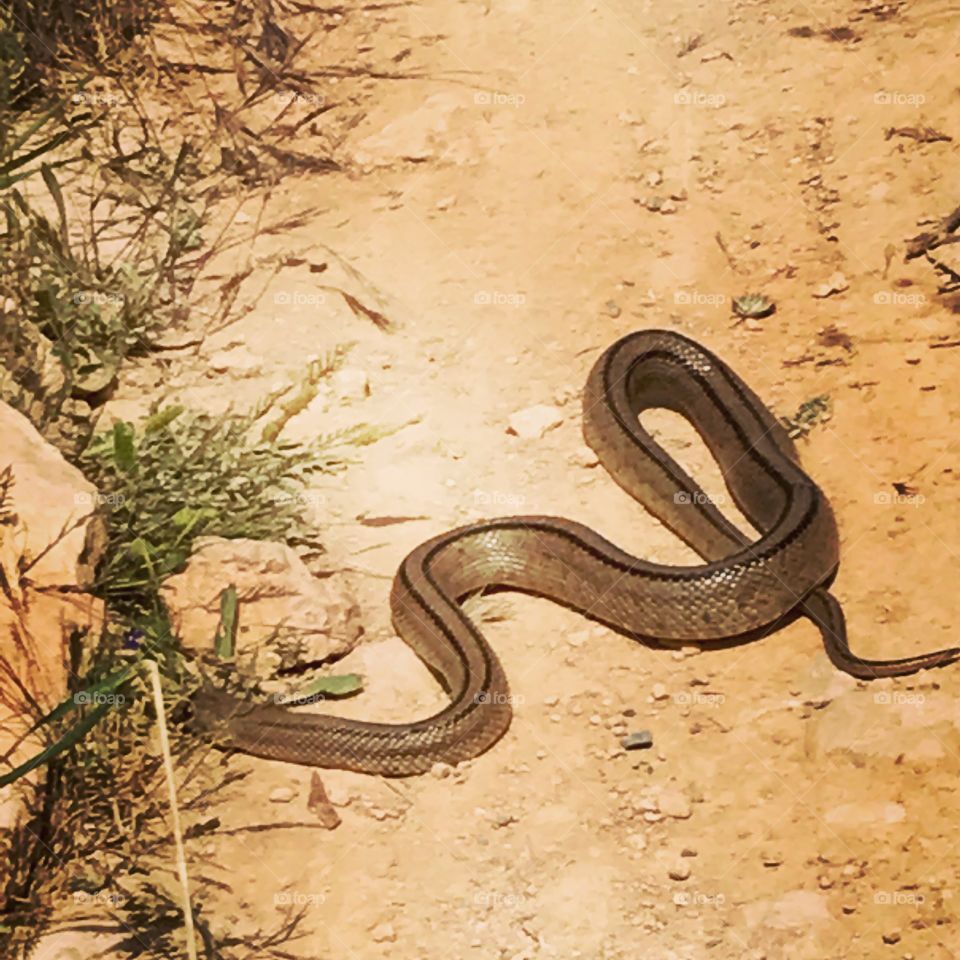 Snake encounter