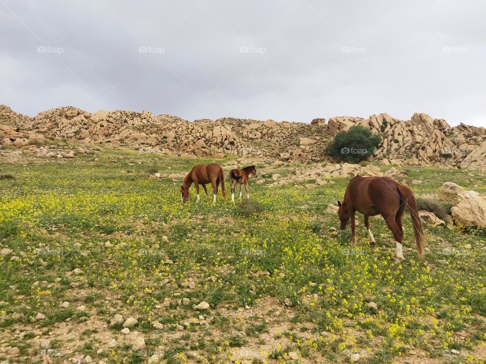 countryside: horses family in nature.