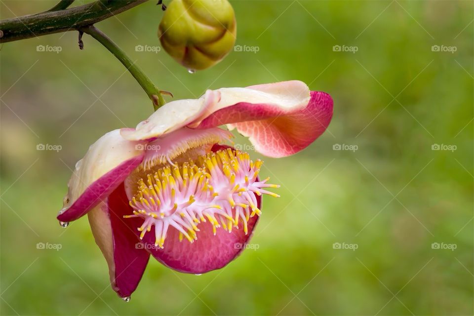 Cannonball flower