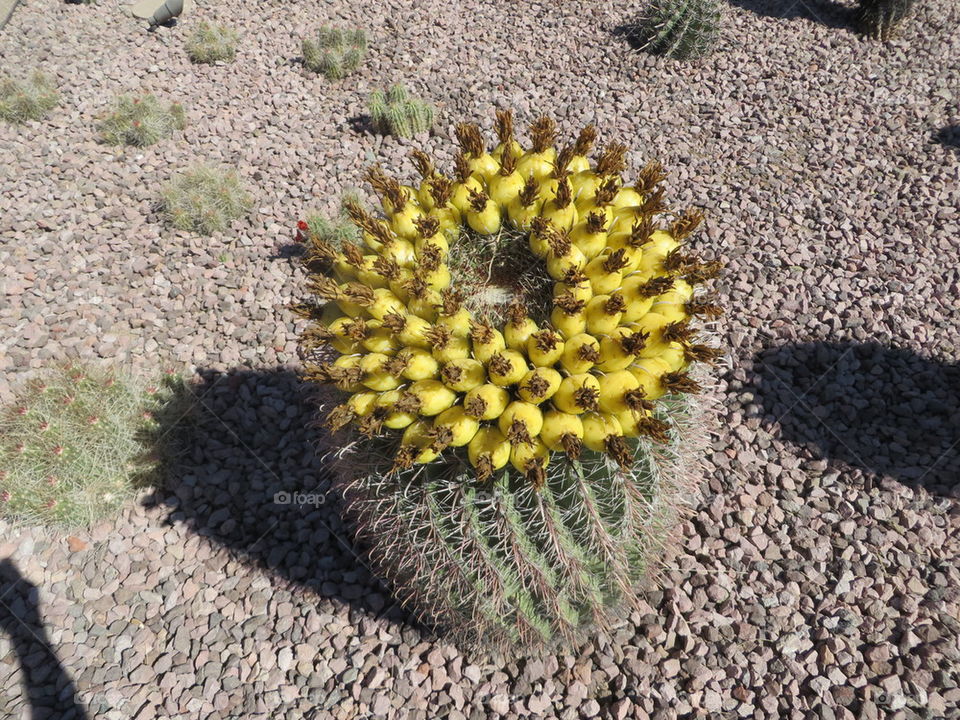 barrel cactus