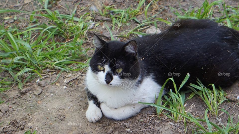 Fluffy cats 