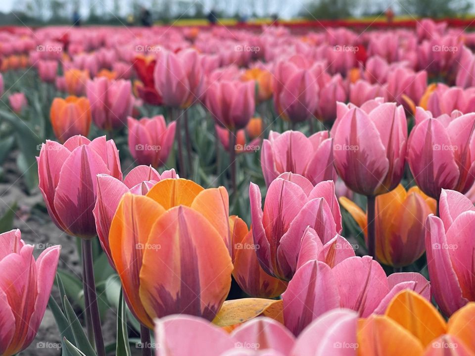 Tulips