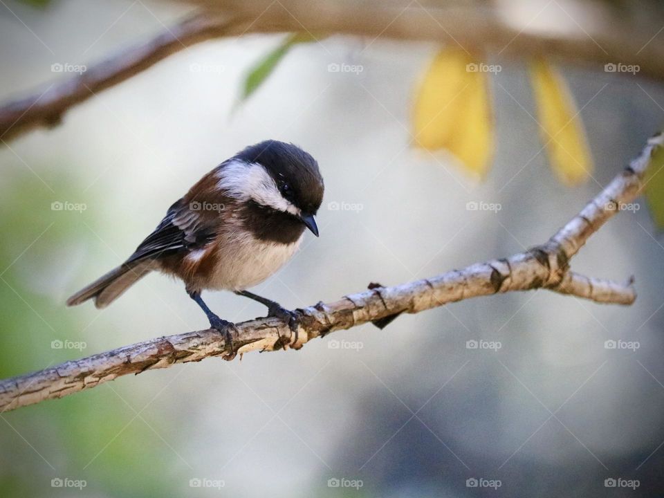 A black capped chickadee perches on a branch to rest in a suburban backyard, spring is upon us!