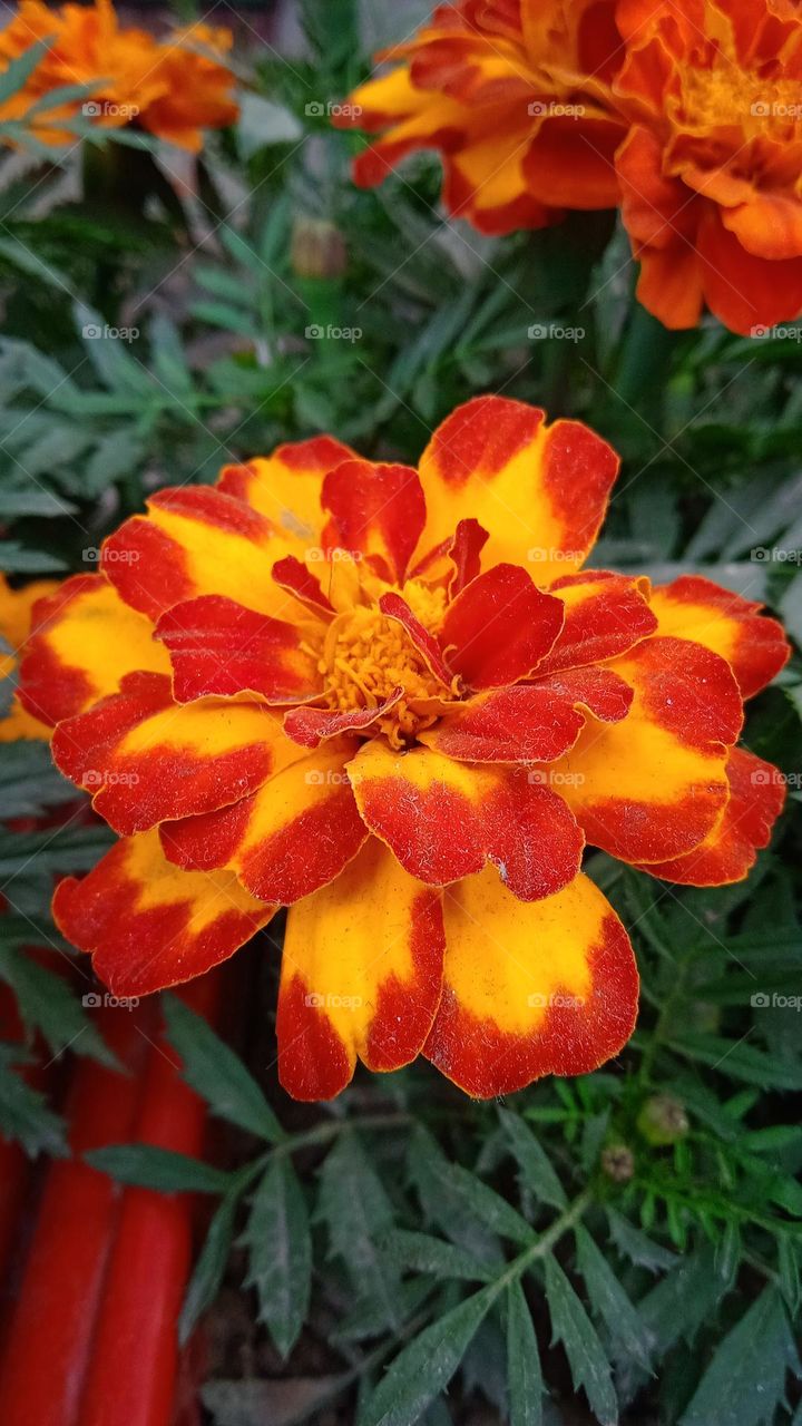 It rained at that time, in that rain you got wet eyes. Suddenly lightning came that day, as if everyone had become desolate.