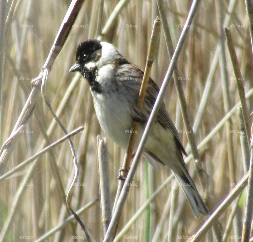Reed bunting very much blending in with reeds which surround him