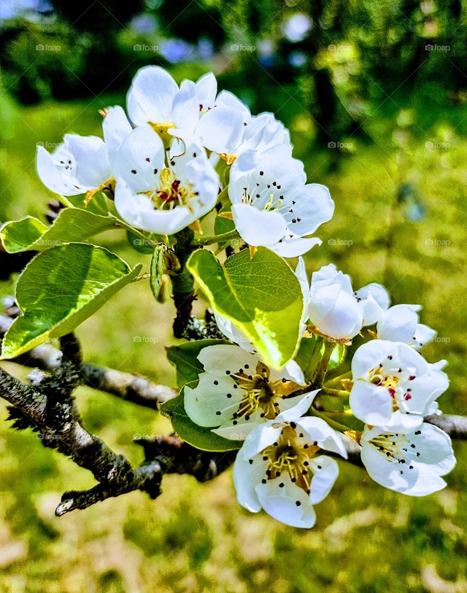 fruits tree in my garden