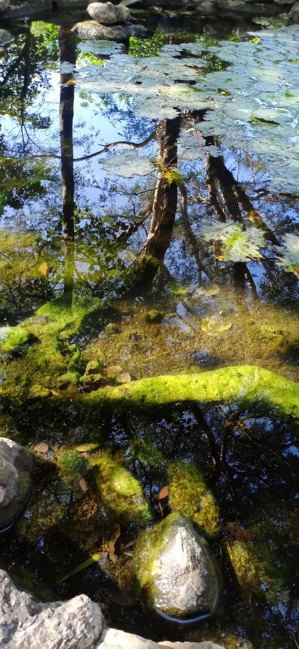 pond