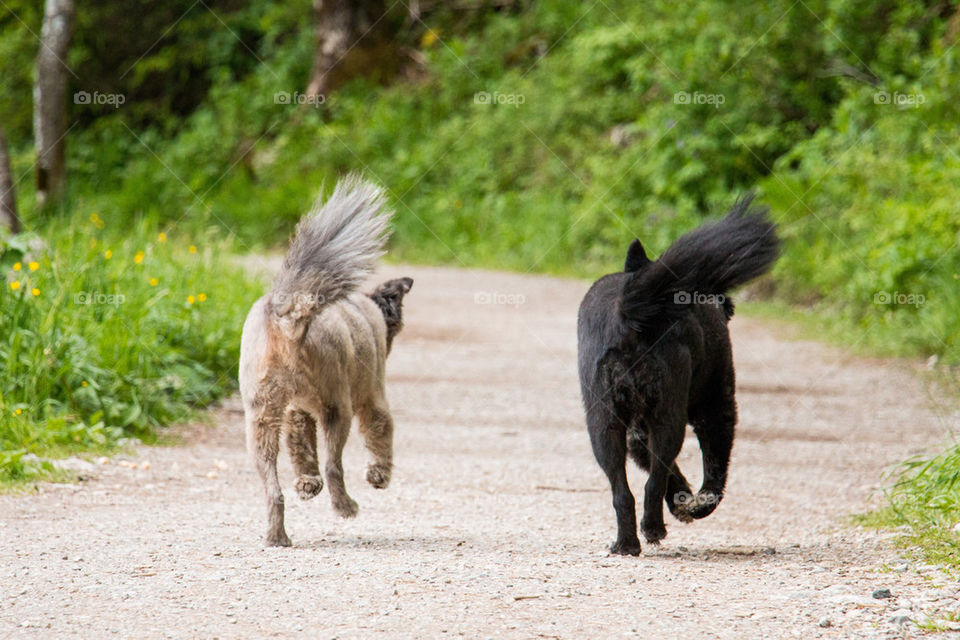Two dogs on a walk