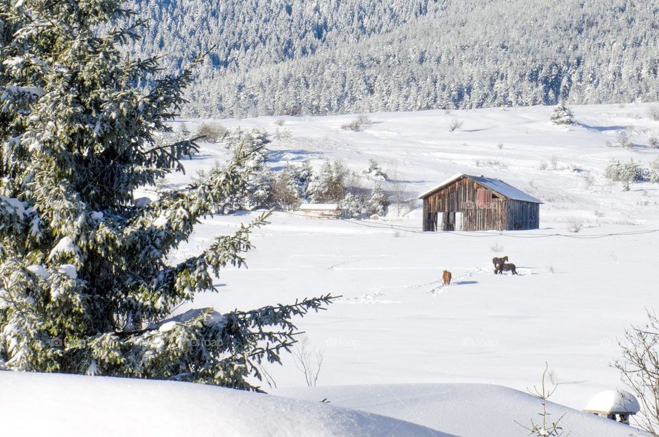 Horses in the Snow