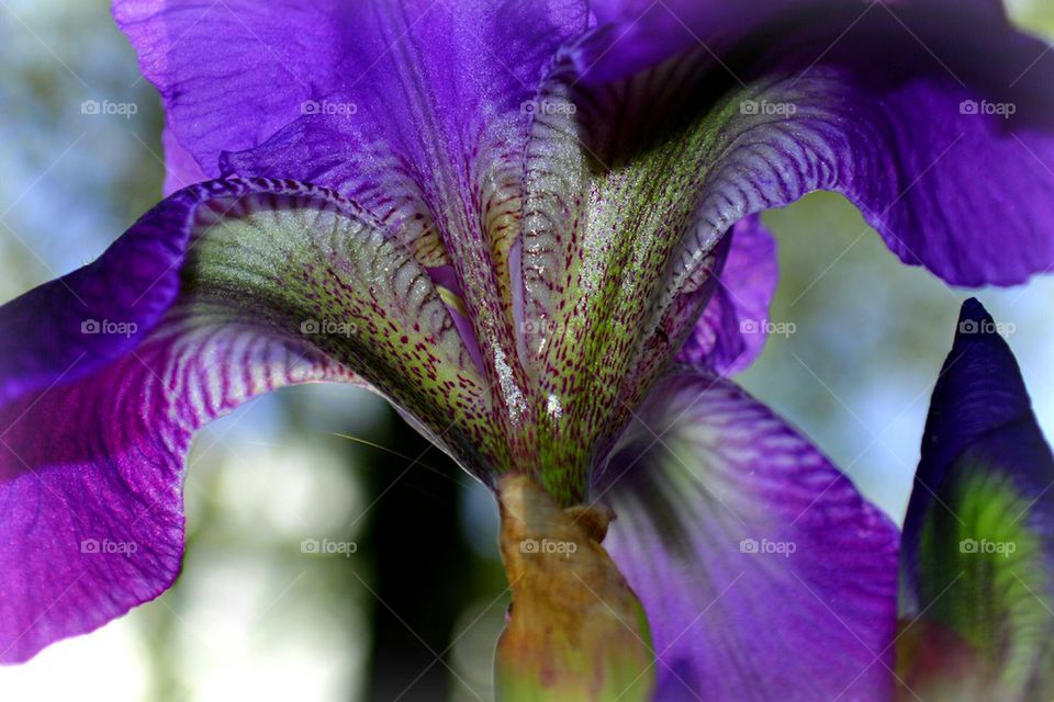 iris flower closeup