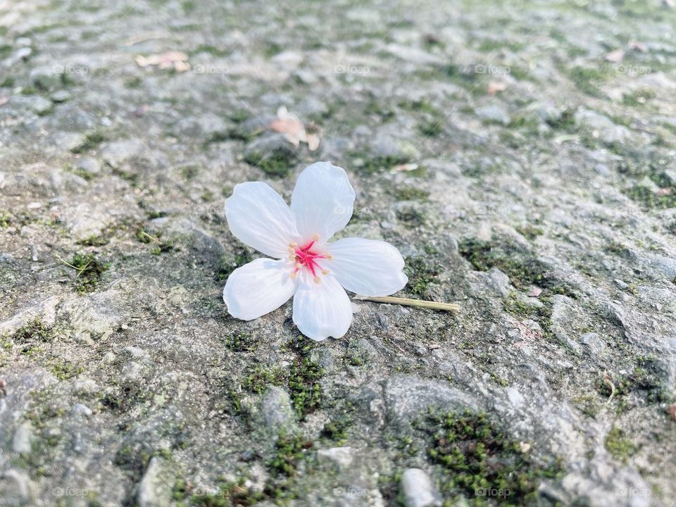 White flower on the road