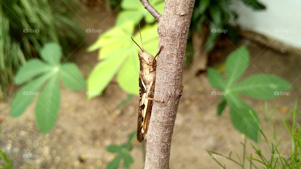 Grasshopper perched on a tree trunk