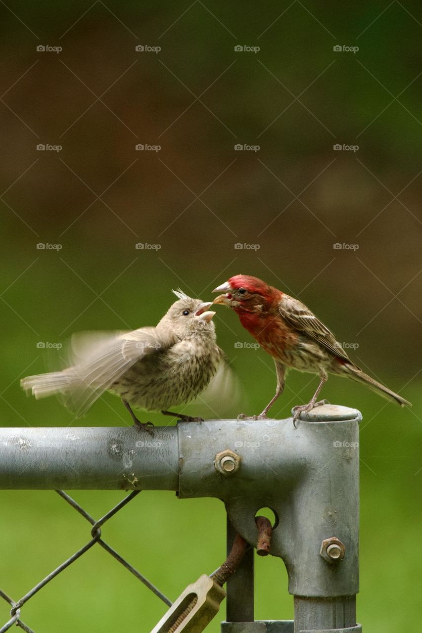 Male House Finch feeding a baby finch on a metal gate. Baby bird is newly fledged and fluttering its wings.
