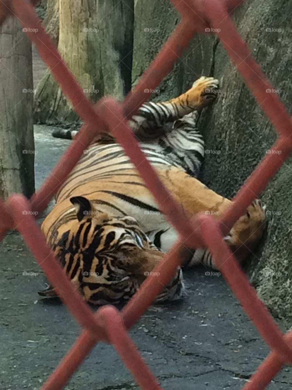 Tiger Zoo Chonburi Thailand
