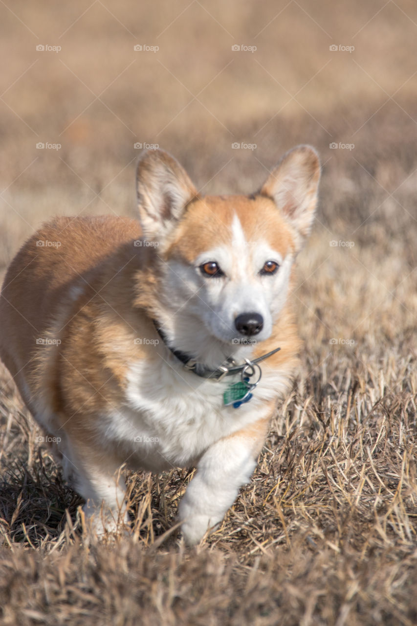 Old corgi running and playing in a field. 